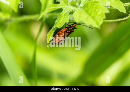 Ein Schädlingstier namens Arilus cristatus, das an der Spitze eines grünen Blattes hängt, hat einen verschwommenen grünen Blatthintergrund Stockfoto