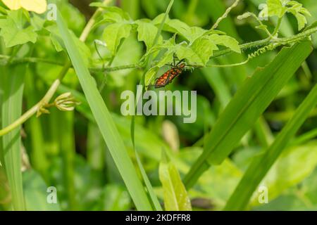 Ein Schädlingstier namens Arilus cristatus, das an der Spitze eines grünen Blattes hängt, hat einen verschwommenen grünen Blatthintergrund Stockfoto