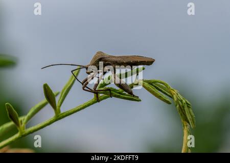 Ein Schädlingstier namens Arilus cristatus, das an der Spitze eines grünen Blattes hängt, hat einen verschwommenen grünen Blatthintergrund Stockfoto