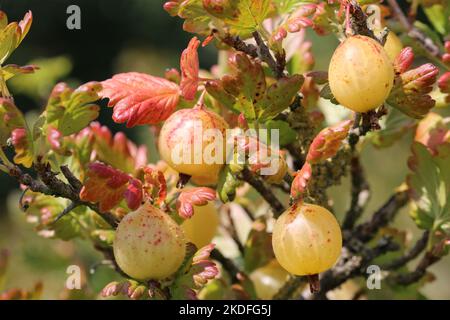 Stachelbeere, Ribes uva crispa unbekannter Sorte, reife grüne Frucht mit roten Flecken in Nahaufnahme mit einem verschwommenen Hintergrund von Blättern. Stockfoto