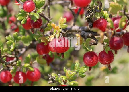 Stachelbeere, Ribes uva crispa unbekannter Sorte, reife rote Frucht in Nahaufnahme mit einem verschwommenen Hintergrund aus Blättern. Stockfoto