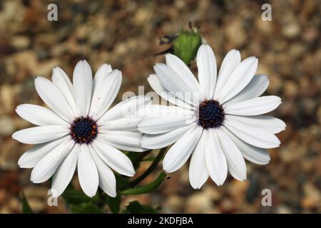 Weiße afrikanische Gänseblümchen, Osteospermum unbekannter Arten und Varietät, Blumen mit einem Hintergrund von verschwommenem Holzschnitzelmulch. Stockfoto