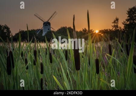 Bullenrauschen und Mühlen Stockfoto