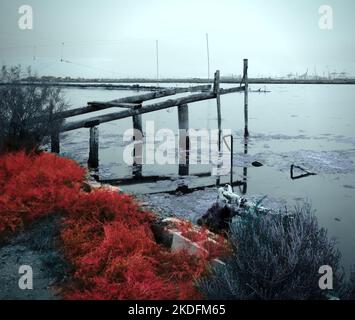 Rotes Gras in der Nähe eines Verschmutzungsgebiets (Pialassa dei Piomboni) Stockfoto