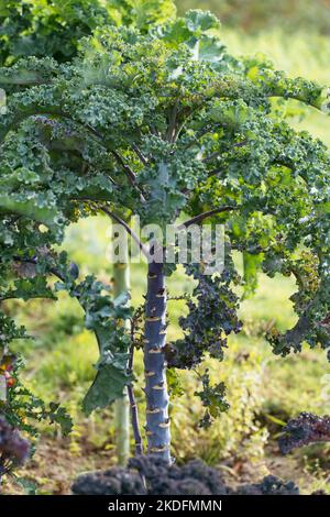 Langstielige Deutsche kale Sorte namens Lippischer Braunkohl oder Lippische Palme. Stockfoto