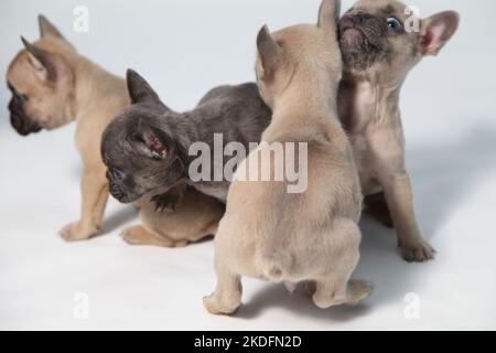Ein niedliches Baby French Bulldogs in einem Fotostudio Stockfoto