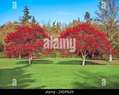 Weißdornbäume im Herbst mit roten Beeren bedeckt Stockfoto