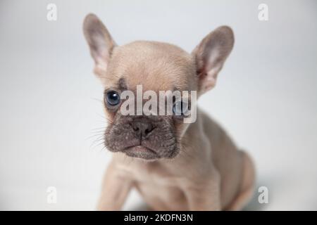 Eine niedliche französische Bulldogge in einem Fotostudio Stockfoto