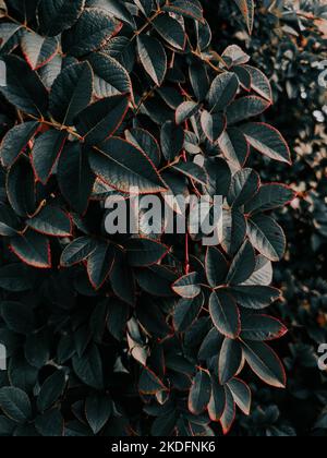 Eine vertikale Aufnahme von rot-grünen Blättern Stockfoto