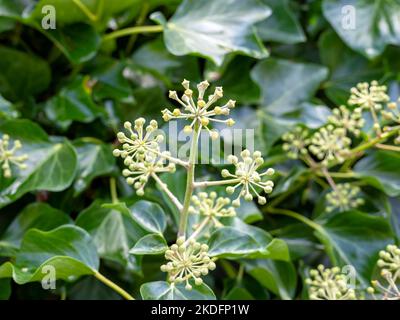Nahaufnahme von Efeu mit Blumen und Blättern Stockfoto