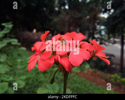 Pelargonium inquinans Blume seine Farbe variiert von hellem Rot, das häufiger ist, bis zu blassrosa. Rote Geranienblüten, scharlachrote Geranium, Malva. Stockfoto