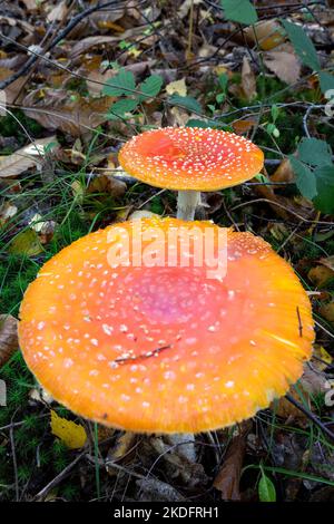 Zwei Amanita Muscaria oder fliegen Agarics im Herbst in den Wäldern, aus der Nähe Stockfoto