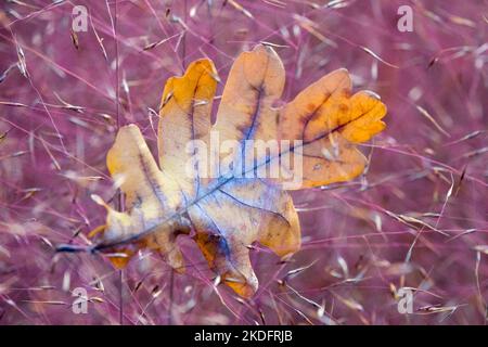 Getrocknetes Eichenblatt liegt im Herbst Pink Muhly Grass Muhlenbergia capillaris Stockfoto