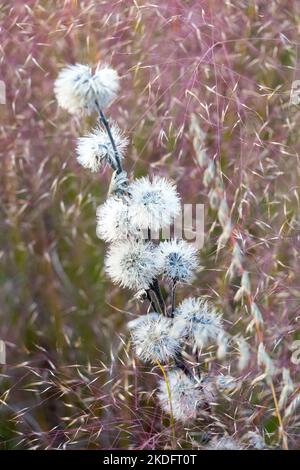 Herbst, Seedheads, Gayfeather, Tall Blazing Star, Liatris aspera, getrocknet, Blumen, tote Gartenpflanze Stockfoto