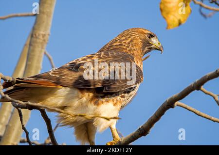 Im Herbst steht ein Rotschwalbenfalke mit blutbeflecktem Schnabel auf einem Pappelbaum im Tommy Thompson Park in Toronto Stockfoto