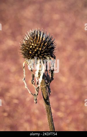 Getrockneter Samenkopf Coneflower Echinacea Totkopfblume Stockfoto