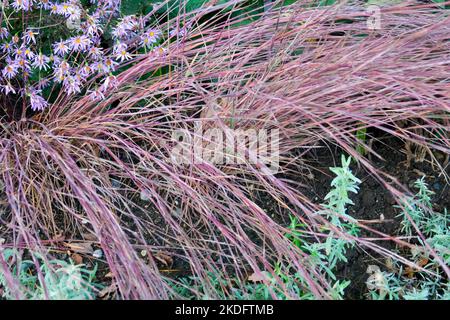 Little Bluestem, Schizachyrium scoparium 'JS Constant Moving', Saison, Farbe, Pflanze, Bluestem, Schizachyrium, Herbstgras Stockfoto