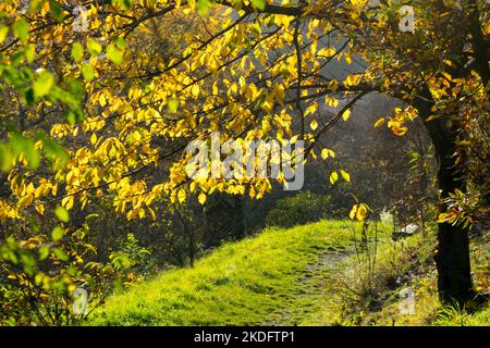 Herbstbaumlicht Herbststimmung im Gartenbaum am Hang oberhalb des Fußweges färbende gelbe Blätter, sonniger Tag Herbststimmung Sonne Herbstgelber Baumweg Stockfoto