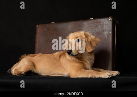 Im Studio liegend ein rothaariger Hund, ähnlich einem Dackel, neben einem Koffer, auf schwarzem Hintergrund Stockfoto