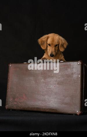 Ein rothaariger, langhaariger, dachshund-ähnlicher Hund interessiert sich für einen Koffer, auf schwarzem Hintergrund drinnen im Studio. Stockfoto