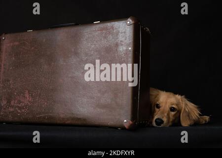 Ein rothaariger, langhaariger, dachshund-ähnlicher Hund neben einem Koffer liegt leider auf schwarzem Hintergrund drinnen im Studio. Stockfoto