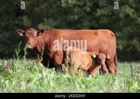 angus Kuh mit ihrem Kalb säuernde Milch auf einer Wiese mit grünem Gras Stockfoto