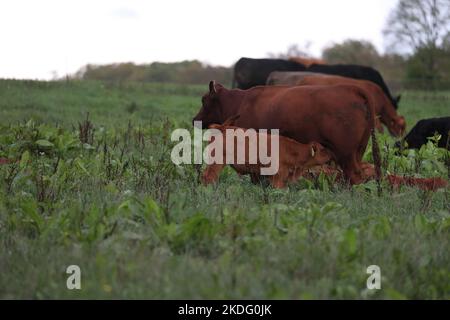 angus Kuh mit ihrem Kalb säuernde Milch auf einer Wiese mit grünem Gras Stockfoto