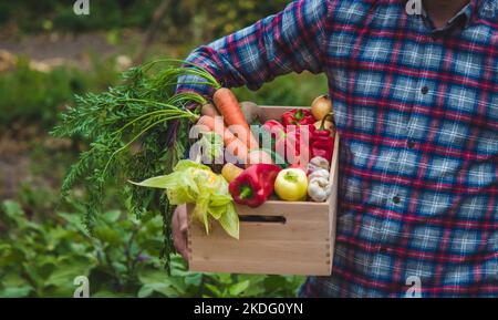 Der Bauer hält eine Schachtel frisch gepflücktes Gemüse in der Hand. Natur. Selektiver Fokus Stockfoto