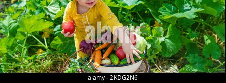 Kind im Gemüsegarten. Selektiver Fokus. Kind. Stockfoto