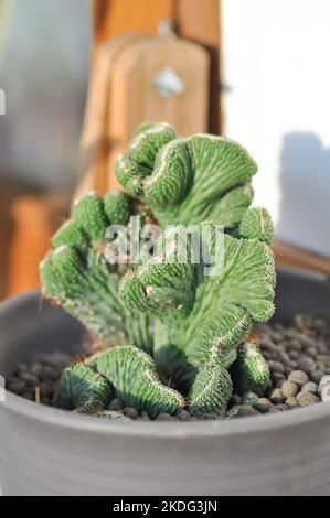 Euphorbia​ Lactea​ Cristata, Eforbia neriifolia oder Eforbia lactea oder Eforbia lactea Haw oder Kaktus oder Sukkulente Stockfoto