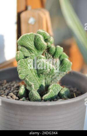 Euphorbia​ Lactea​ Cristata, Eforbia neriifolia oder Eforbia lactea oder Eforbia lactea Haw oder Kaktus oder Sukkulente Stockfoto