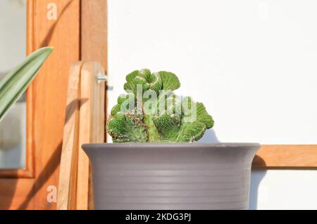 Euphorbia​ Lactea​ Cristata, Eforbia neriifolia oder Eforbia lactea oder Eforbia lactea Haw oder Kaktus oder Sukkulente Stockfoto