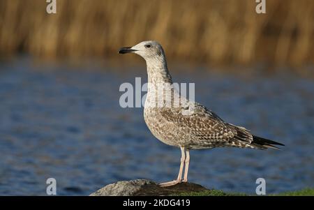 Junge Heringsmöwe, die auf Stein am See steht Stockfoto