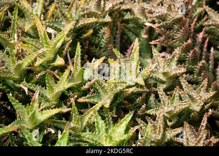 Sukulente, stiellose, sägezahnte Pflanze, die als Aloe descoingsii im Garten bekannt ist Stockfoto