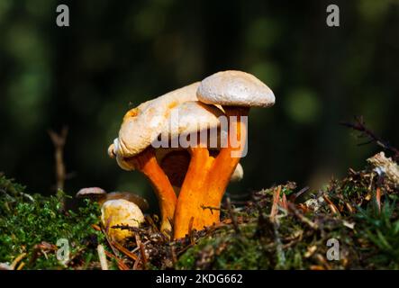 Gruppe falscher Pfifferlinge, die in einer dicken Schicht aus Moos und Nadelstreu wachsen Stockfoto