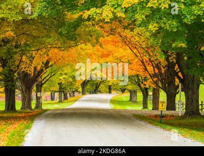 Herbst in Vermont auf einer Landstraße, die von Ahornbäumen in Herbstfarben bedeckt ist Stockfoto