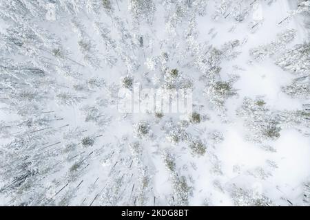 Luftaufnahme eines verschneiten Waldes im Winter in Finnland Stockfoto