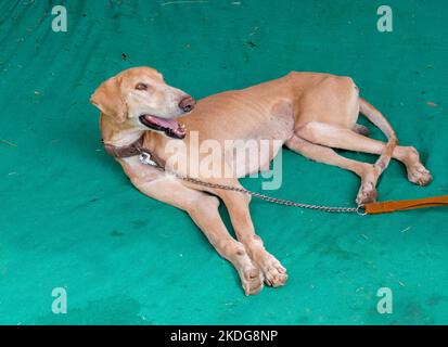 Der Mudhol Hound, die aggressivste indische Hunderasse, wird von der indischen Armee für Überwachung und Grenzschutz eingesetzt. Stockfoto