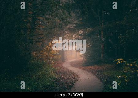 Der Wanderweg schlängelt sich durch den herbstlichen Wald in England Stockfoto