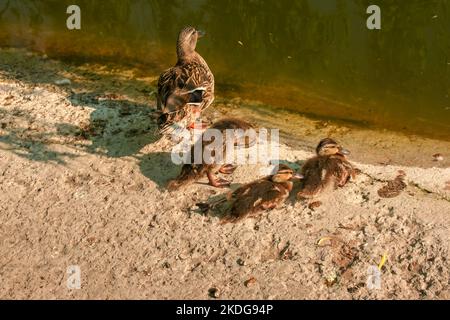 Familie von wilden Enten, die an einem sonnigen Tag am Ufer ruhen. Entenmallard Weibchen und kleine Baby Entchen in der Nähe eines Sees, Teich oder Riwer. Stockfoto