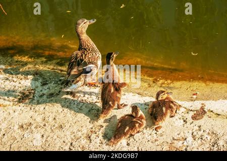 Familie von wilden Enten, die an einem sonnigen Tag am Ufer ruhen. Entenmallard Weibchen und kleine Baby Entchen in der Nähe eines Sees, Teich oder Riwer. Stockfoto