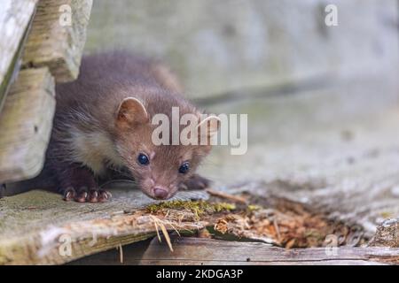 Süßer junger Marder, der auf einem alten Holzgebäude posiert. Horizontal. Stockfoto