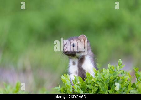 Niedlicher junger Marder posiert in grünen Pflanzen im Freien. Horizontal. Stockfoto