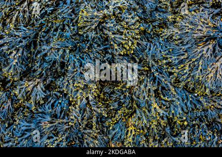 Spiralförmige Wrack Seetang Hintergrund Textur Fucus spiralis Stockfoto