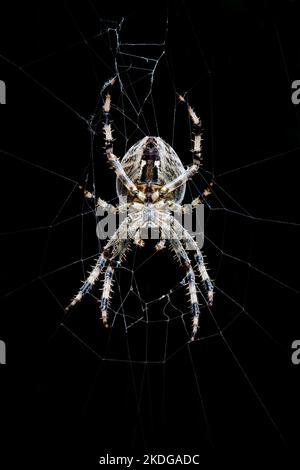 Gartenspinne Kreuzspinne Araneus diadematus isoliert auf schwarzem Hintergrund Stockfoto
