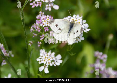 Der kleine weiße Schmetterling, auch bekannt als der Weißkohl auf hübschen weißen Blüten von Candytuft Stockfoto