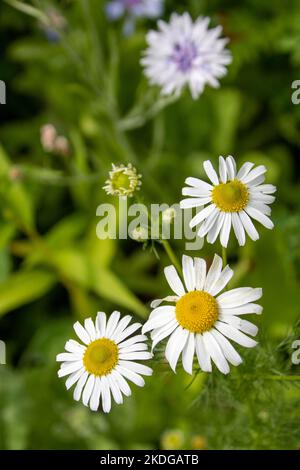 Hübsche weiße Kamillenblüten mit gelben Zentren und einem verschwommenen grünen Hintergrund Stockfoto