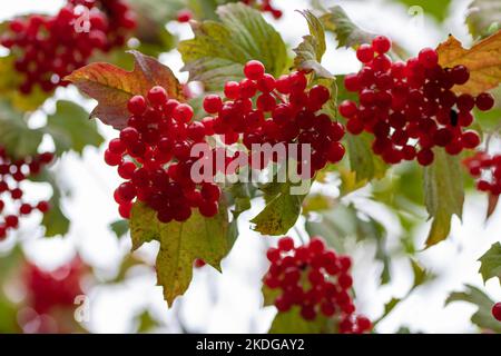 Leuchtend rote Beeren und Blätter der hohen Buschmoosbeere viburnum opulus Stockfoto