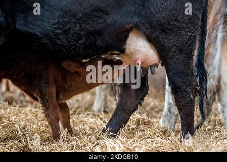 Braunes Kuhkalb, das im Frühjahr Milch von Mama in einem Kuhstall auf einem Bauernhof saugt Stockfoto