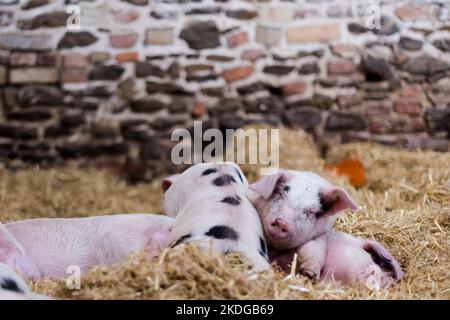 Rosafarbene Ferkel mit schwarzen Markierungen, die in einer Scheune auf Heu liegen Stockfoto